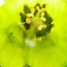 网站攻击软件工具